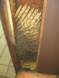 Colony with combs fully exposed.  Life was never going to be the same as they had known it!