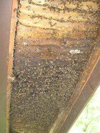 View from rear looking toward entrance.  Note the capped brood on the dark combs in the middle.