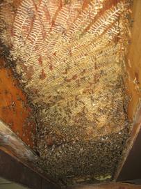 Bees were brushed off outside of each comb, it was cut down and bees brushed off the other side.