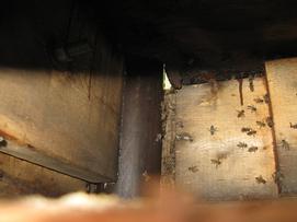 Inside view of the entrance as the plywood was removed.