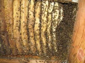 Bees clustered and comb building at far rear of nest.  There were several smaller combs under construction which were fully covered by bees.