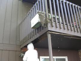 Bees congregating at the entrance and on nuc box.  We used a double screen the catch the combs as I cut them away.