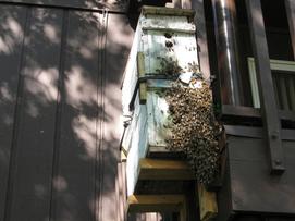 The next morning they still were not all in.  Bee on outside were brushed onto a comb, placed in an empty box with the caged queen.  These were removed that morning and the last was picked up the next evening.